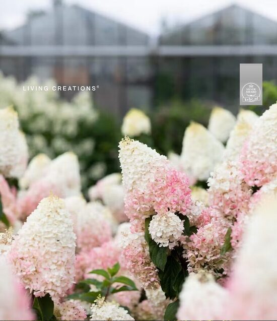 Hortenzija Living Strawberry Blossom c3